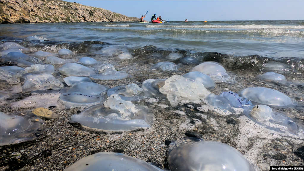 На курортах Азовського моря в Криму на відпочивальників чекала інша проблема – навала медуз. У серпні кількість цих водних мешканців просто зашкалювала, однак ця проблема з'явилася ще в липні. Тоді відпочивальники повідомляли про те, що деякі екземпляри досягають 40 сантиметрів у діаметрі і мають фіолетовий відтінок. На фото: пляж у селі Мисове Ленінського району, 28 серпня