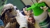 Singapore -- An Eurasian Eagle Owl is sprayed with anti-mite disinfection after receiving a vaccination again the avian flu (H5N2) at the Jurong Bird Park in Singapore, 07May2010